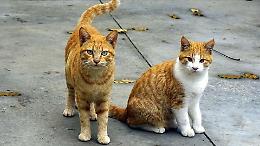 Strage di gatti in pieno centro, la crudeltà non resterà impunita: è caccia ai colpevoli