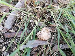 Cani da tartufo uccisi, è caccia ai colpevoli: indagini serrate