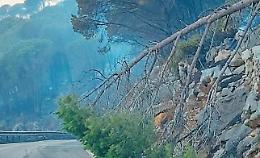 Strada devastata dai roghi, chiusa la provinciale 114: "Non avevamo alternative"