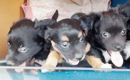 Veroli, lotta al randagismo: serve uno stallo per accogliere i cani