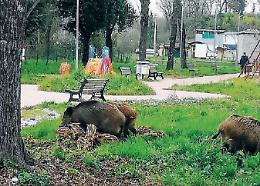 Emergenza cinghiali, campi devastati e troppi danni: gli agricoltori sono esasperati