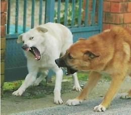 Ventenne sbranata da un branco di cani randagi: l'orribile morte di Simona