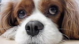 Mercato nero dei cani, giro d'affari per 300 milioni di euro