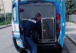 Lotta allo spaccio, hashish per la movida scoperto dal fiuto del cane antidroga Odina
