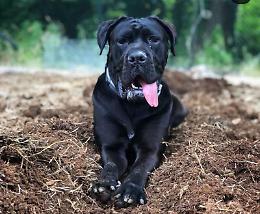Cani scompaiono da casa, Gemma e Isacco ritrovati morti in un torrente: "Chi sa parli"