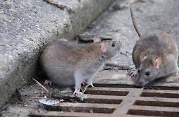Topi a spasso in molte zone del paese: i cittadini chiedono interventi