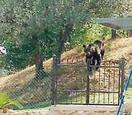 Orso affamato alle porte del paese sbrana due pecore: cittadini terrorizzati
