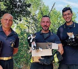 Gattini gettati in un tombino: salvati in extremis dai vigili del fuoco