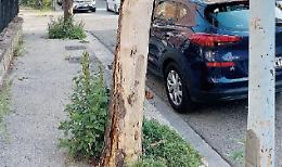 Vegetazione incolta, disagi anche vicino le scuole: le polemiche dei residenti