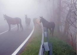 Animali a vaganti, un problema che sembra non trovare soluzione: l'appello