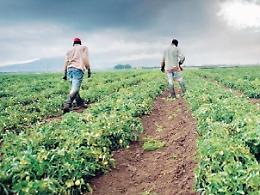 Settore agro-alimentare: uno studio sulle condizioni dei migranti