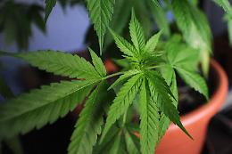 Scoperto con una serra di marijuana in casa: arrestato un 53enne