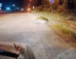 Investe un grosso animale, choc per un automobilista: tragedia sfiorata e danni