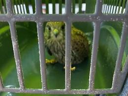 Falco ferito dai bracconieri trovato in fin di vita: il salvataggio