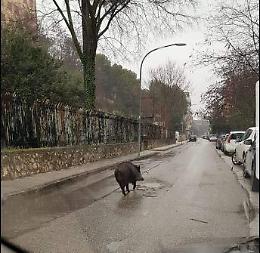 Allarme cinghiali, troppi incidenti anche mortali: "Abbattimento immediato"