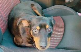 Cane abbandonato è il simbolo del paese, ora è scomparso: l'ombra della cattiveria umana