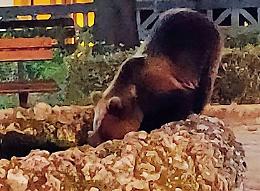 Allarme orso: incontri ravvicinati e pecore sbranate. Cresce la paura