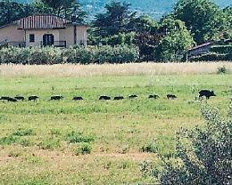 Grosso branco di cinghiali scorrazza per il paese: paura per un pensionato