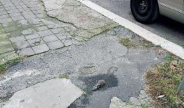 Topi morti o a spasso sui marciapiedi e troppi randagi: monta la protesta