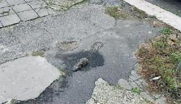 Topi sui marciapiedi e tanti randagi, quartiere nel degrado: l'ira dei residenti