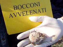 Cani uccisi col veleno: città sgomenta per l'atrocità. Caccia alle 'mani crudeli'
