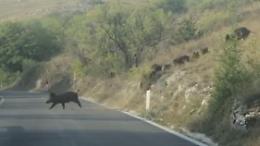 Invasione di cinghiali a Canterno: 68 esemplari immortalati in un video virale