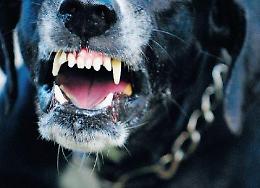 Sbranata dai cani di famiglia: anziana sottoposta ad un delicato intervento