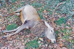 Non solo orsi e cinghiali, anche i cervi fanno paura: un esemplare investito e ucciso