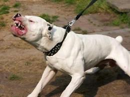 Cane di un anziano disabile azzannato da un pitbull: i vicini lo salvano