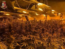 Scoperta "industria" per la produzione di marijuana: maxi sequestro per milioni di euro