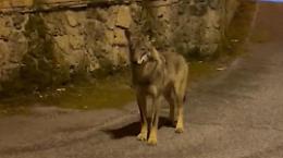 Lupo a spasso per le strade del paese: lo spettacolare video