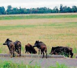 Allarme cinghiali, le razzie nei campi mettono in ginocchio gli agricoltori