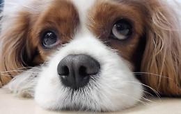 Tutela e benessere degli animali: nasce il nuovo regolamento