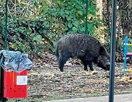 Cinghiale a spasso nel parco della città, lo scatto diventa virale