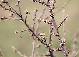 Temperature anomale e natura in tilt: il caldo fa spuntare le prime gemme