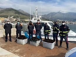 Ricci di mare pescati illegalmente: scattano sequestro e maxi multa