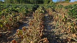 L'inverno 'pazzo' tra caldo anomalo e gelo piega l'agricoltura: allarme e danni