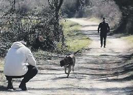 Pericolo esche: vetro a pezzi e veleno nei bocconi. Scattano controlli e sequestri