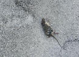 Topi e gatti morti in centro: forse si tratta di esche avvelenate. Residenti allarmati
