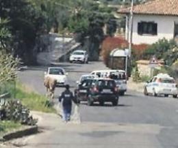 Caos in strada: cavallo a spasso per il centro, traffico in tilt e peripezie per frenarlo