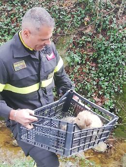 Nove cagnolini in un canale salvati dai vigili del fuoco: i cuccioli cercano casa