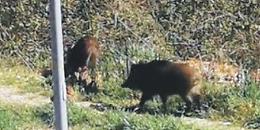 Cinghiali a spasso immortalati in viale America Latina: residenti impauriti