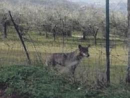 Lupi a spasso vicino il centro abitato: paura tra i residenti