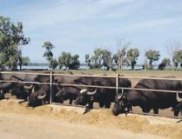 Troppi obblighi di burocrazia: allarme crisi tra gli allevatori