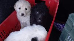 Una dozzina di cani abbandonati in tre giorni: mai dati così allarmanti