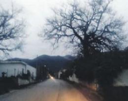 Pericolo di rami secchi sulla strada: i residenti lanciano l'allarme