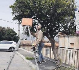 Sciami di api in centro città: eseguiti importanti interventi