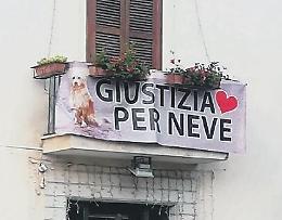 Giustizia per Neve, caso chiuso: la morte della mascotte del paese era finita sulla Rai