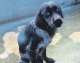 Un'adozione per Giadina ma lei scappa dal canile: l'appello per ritrovarla