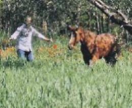 Cavallo imbizzarrito semina il panico sulla Casilina: paura e disagi per automobilisti
